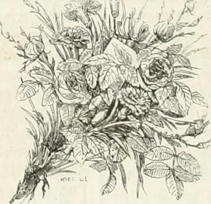 An illustration from Les Français peints par eux-mêmes, 1853, leaf 709