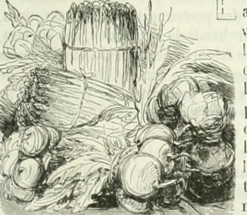 An illustration from Les Français peints par eux-mêmes, 1853, leaf 720