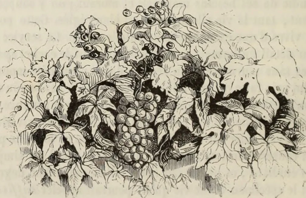 An illustration from Les Français peints par eux-mêmes : encyclopédie morale du dix-neuvième siècle. --, 1841, leaf 99
