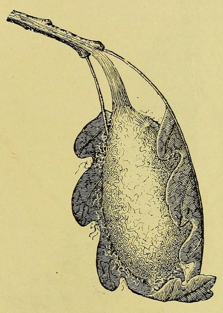 An illustration from Les industries de la soie: sériculture, filature, moulinage, tissage, tenture; histoire & statistique, 1890, leaf 155