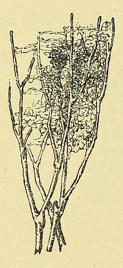 An illustration from Les industries de la soie: sériculture, filature, moulinage, tissage, tenture; histoire & statistique, 1890, leaf 68
