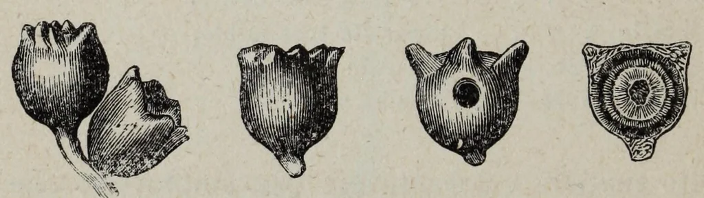 An illustration from Les matier̀es colorantes et la chimie de la teinture ..., 1890, leaf 98
