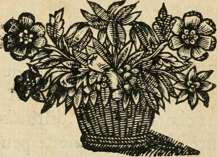 An illustration from Les meditations metaphysiqves de René Des-cartes, tovchant la premiere philosophie dans lesquelles l'existence de Dieu, & la distinction réelle entre l'ame & le corps de l'homme, sont demonstrées, 1647, leaf 93