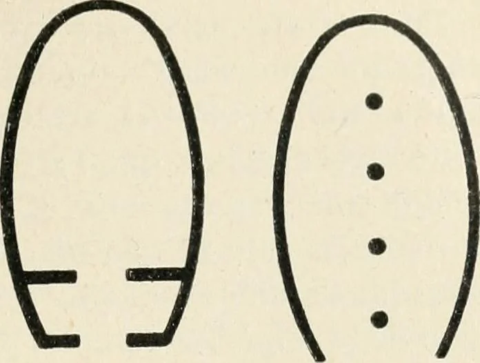 An illustration from Les origines de l'édifice hypostyle en Grèce, en Orient et chez les romains, 1913, leaf 50