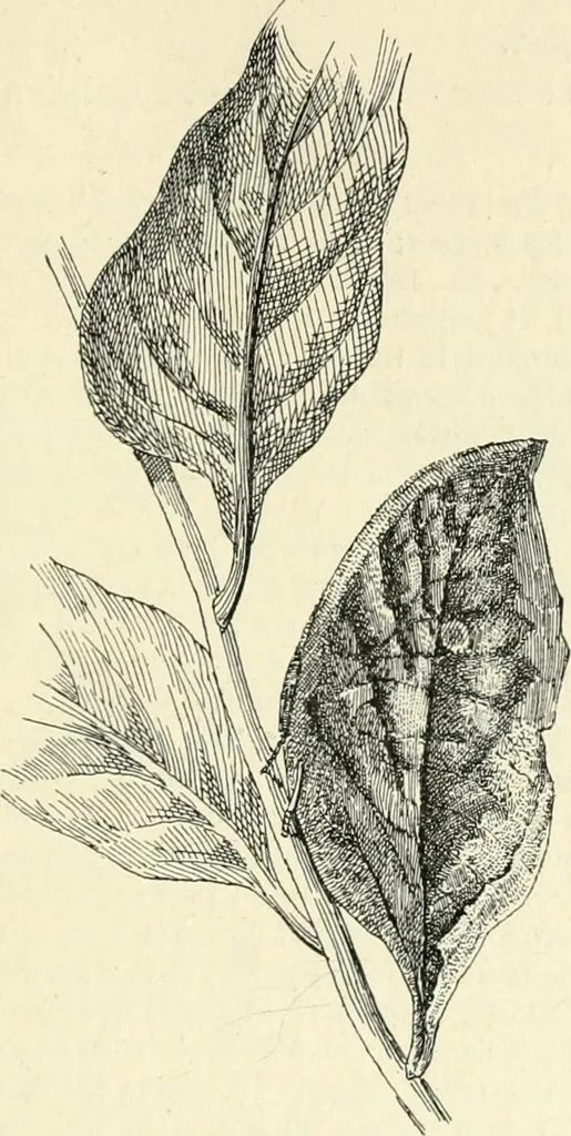 An illustration from Les origines : questions d'apologétique, 1890, leaf 112