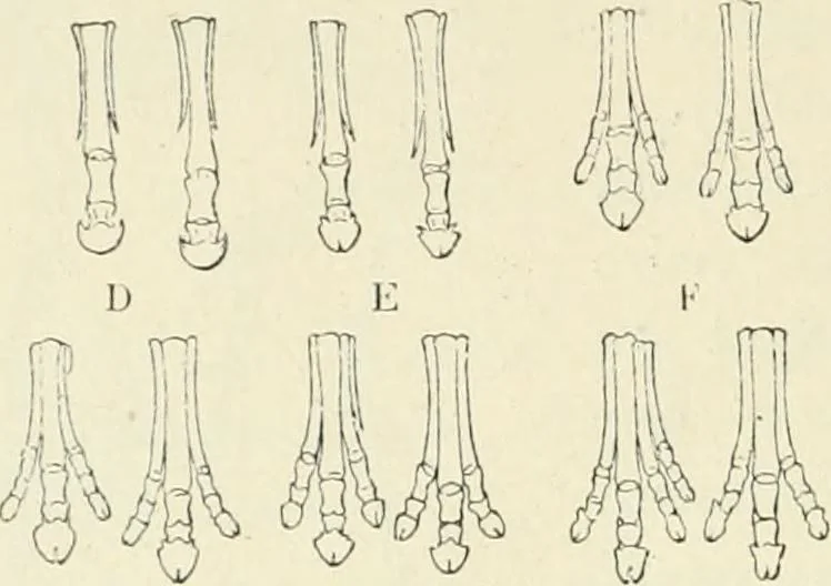 An illustration from Les origines : questions d'apologétique, 1890, leaf 129
