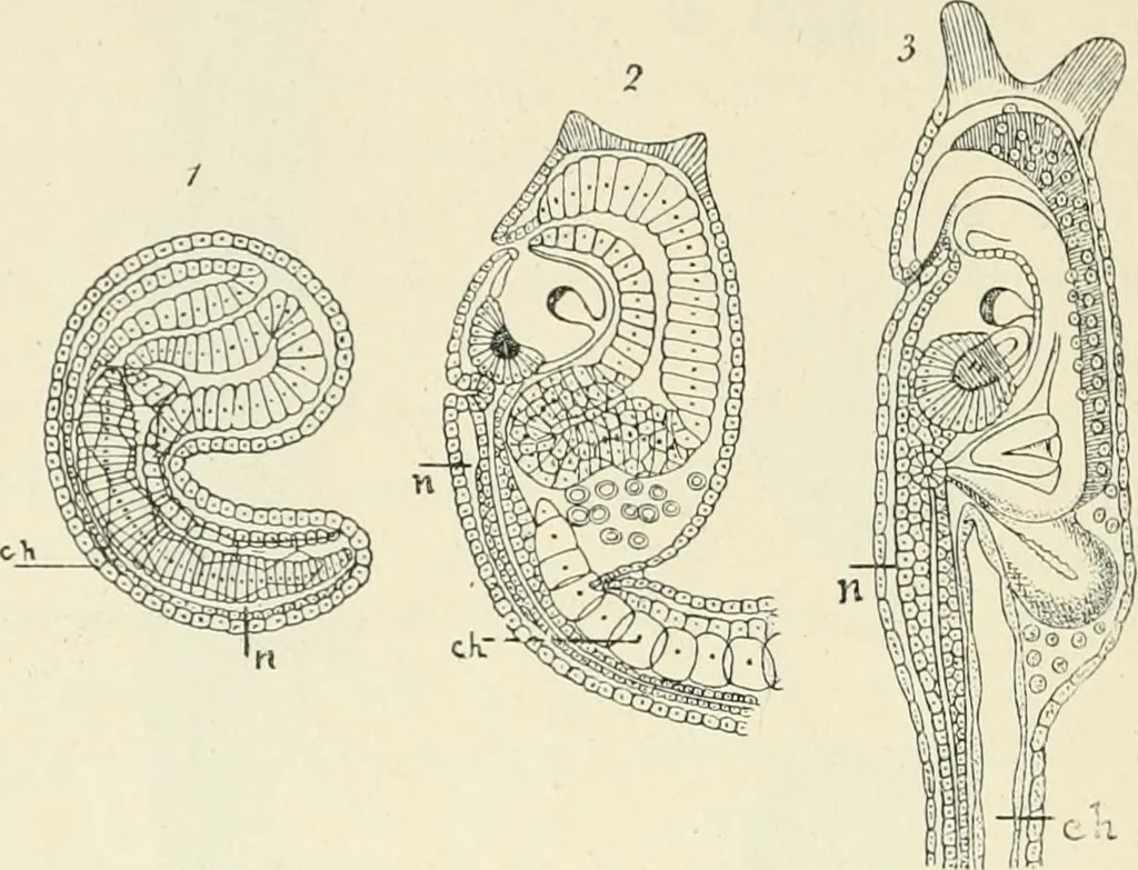 An illustration from Les origines : questions d'apologétique, 1890, leaf 135