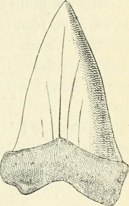An illustration from Les origines : questions d'apologétique, 1890, leaf 292