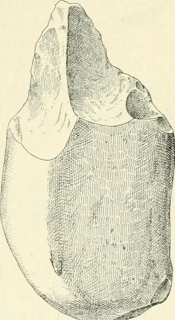 An illustration from Les origines : questions d'apologétique, 1890, leaf 320