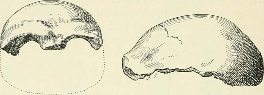 An illustration from Les origines : questions d'apologétique, 1890, leaf 329