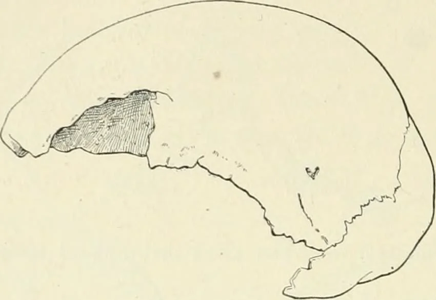 An illustration from Les origines : questions d'apologétique, 1890, leaf 331