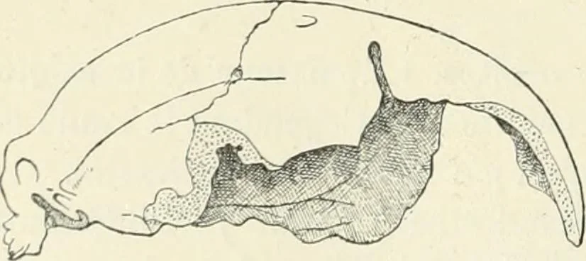 An illustration from Les origines : questions d'apologétique, 1890, leaf 333