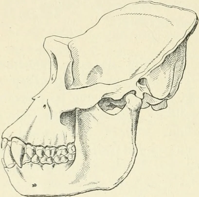 An illustration from Les origines : questions d'apologétique, 1890, leaf 367