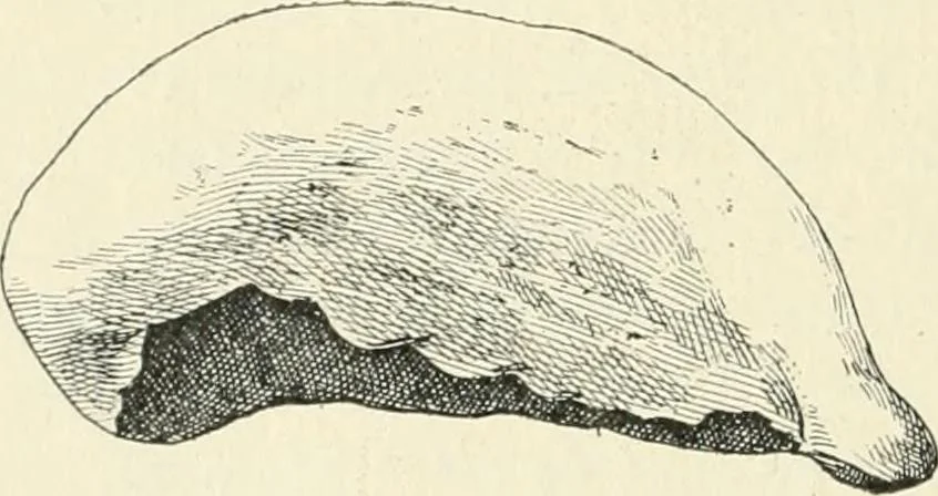 An illustration from Les origines : questions d'apologétique, 1890, leaf 371