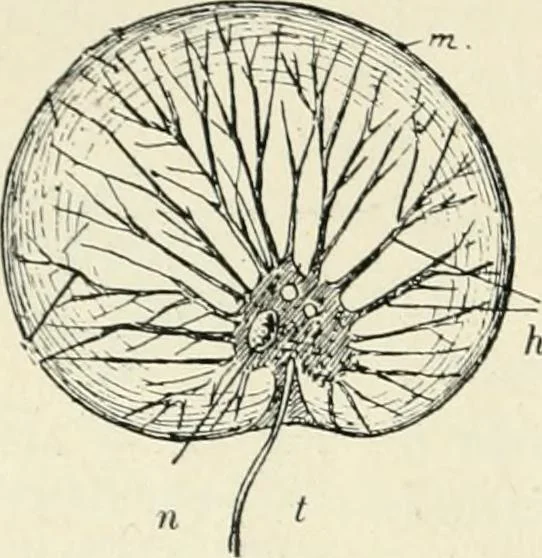 An illustration from Les origines : questions d'apologétique, 1890, leaf 87