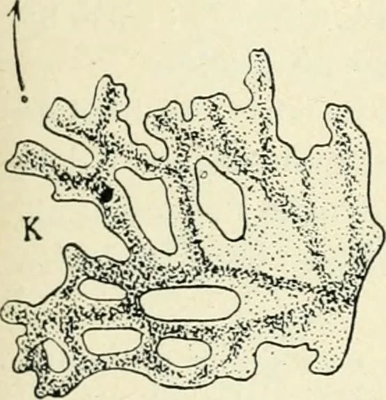 An illustration from Les origines : questions d'apologétique, 1890, leaf 88