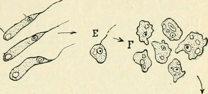 An illustration from Les origines : questions d'apologétique, 1890, leaf 88