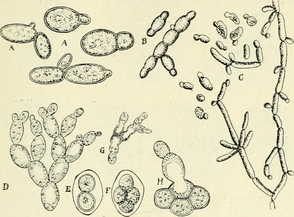 An illustration from Les origines : questions d'apologétique, 1890, leaf 90