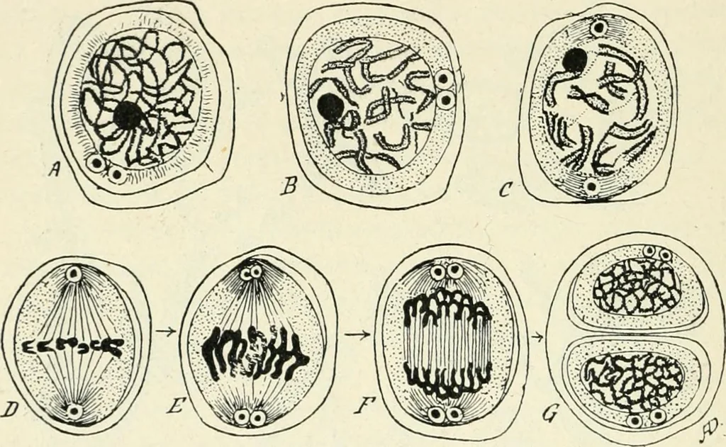 An illustration from Les origines : questions d'apologétique, 1890, leaf 91