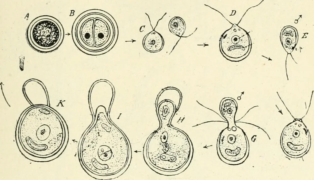An illustration from Les origines : questions d'apologétique, 1890, leaf 92