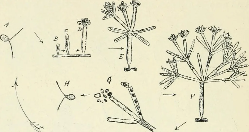 An illustration from Les origines : questions d'apologétique, 1890, leaf 93