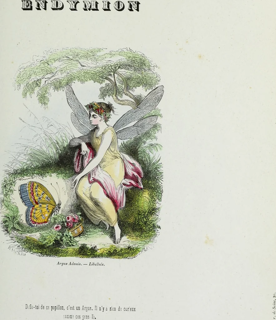 An illustration from Les papillons. Metamorphoses terrestres des peuples de l'air, 1852, leaf 148