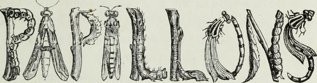 An illustration from Les papillons. Metamorphoses terrestres des peuples de l'air, 1852, leaf 18