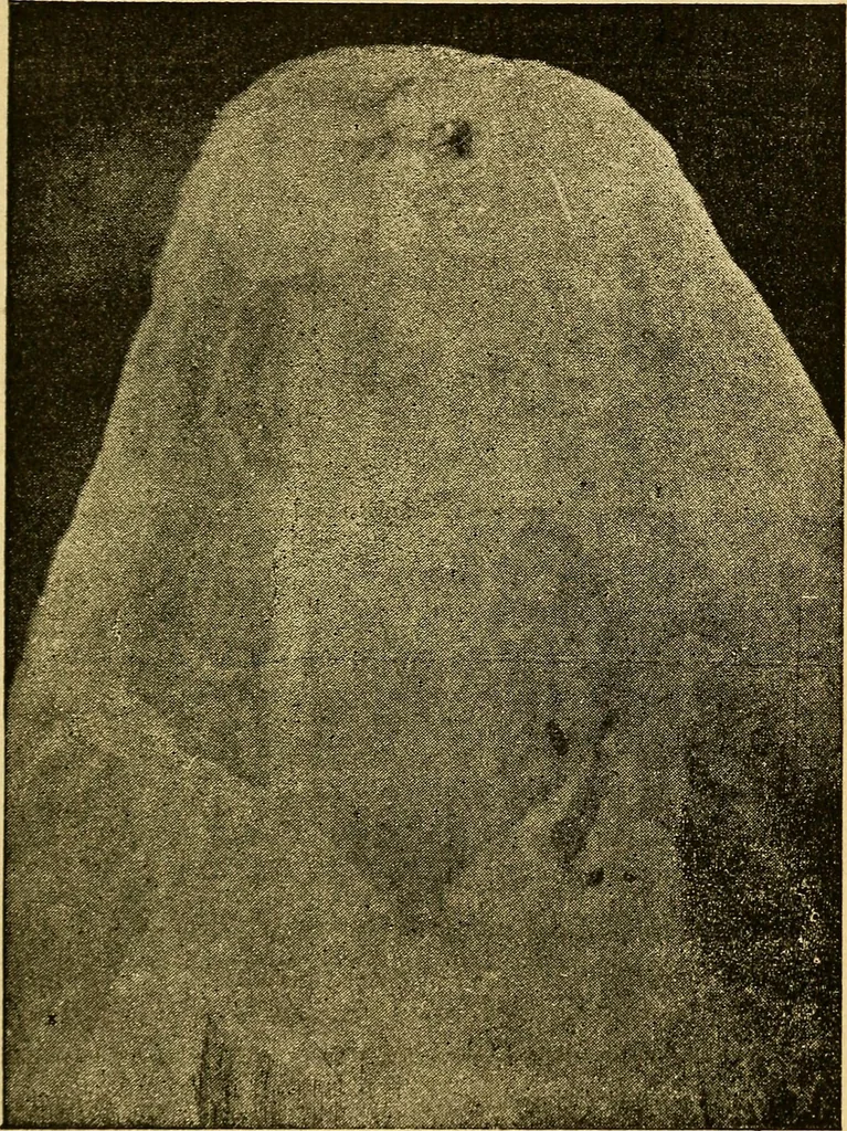 An illustration from Le spiritisme (fakirisme occidental) : étude historique, critique et expérimentale : avec figures dans le texte, 1887, leaf 310