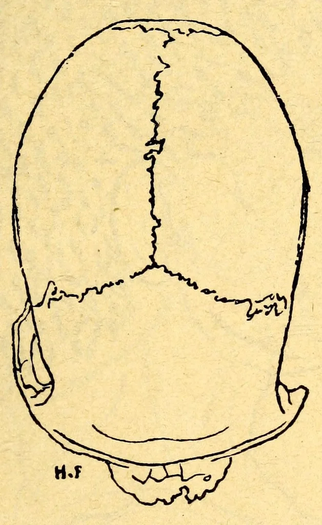 An illustration from Les pygmées, 1887, leaf 291