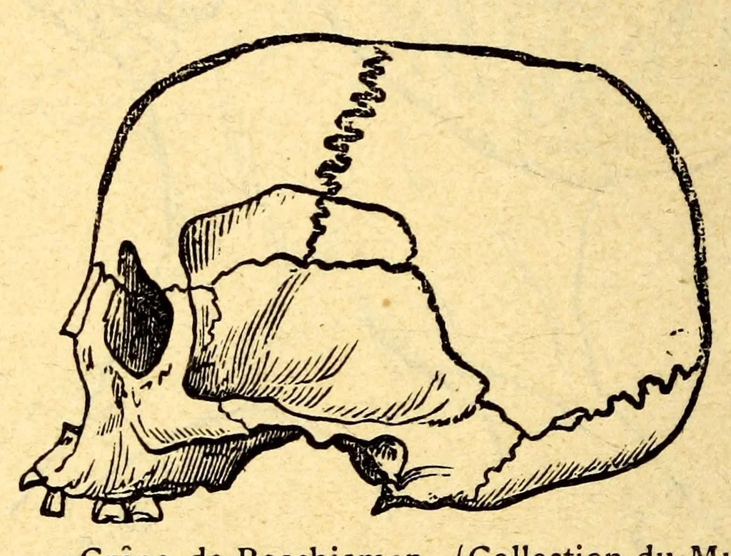 An illustration from Les pygmées, 1887, leaf 294