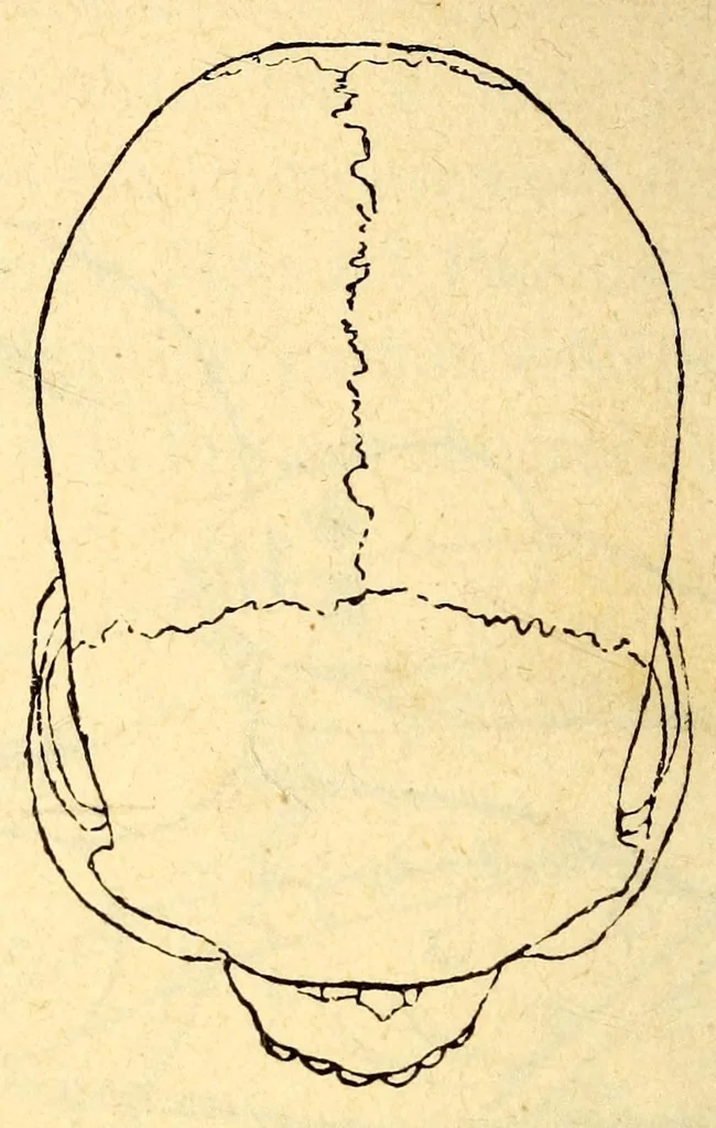 An illustration from Les pygmées, 1887, leaf 48