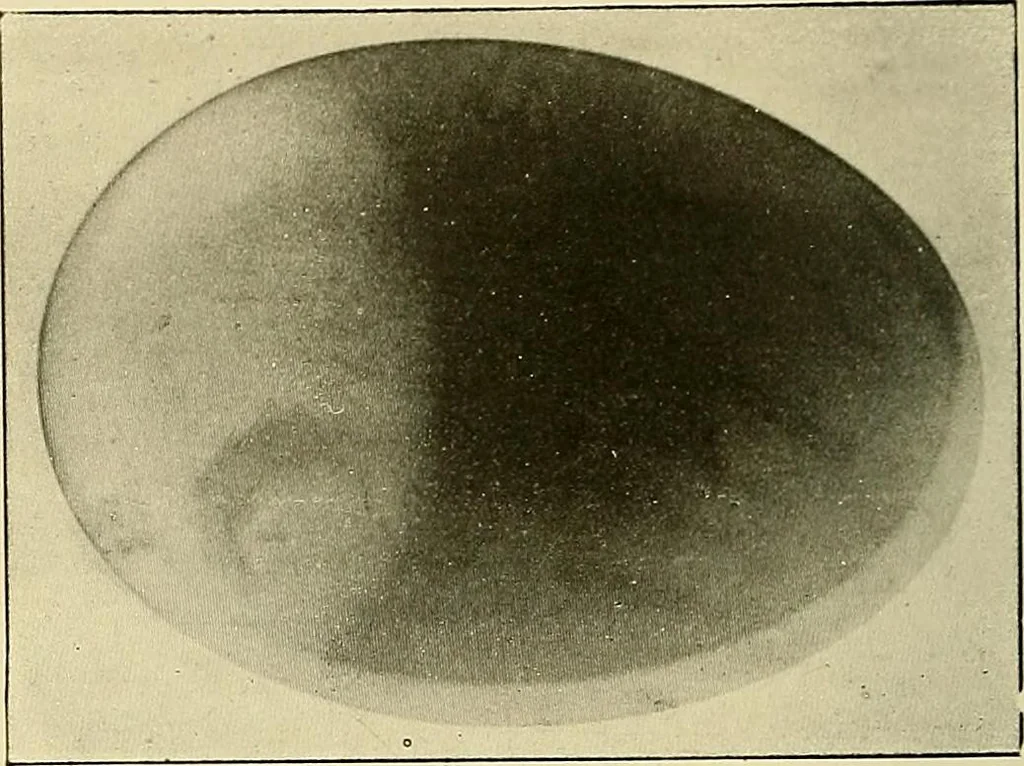 An illustration from Les rayons X et la photographie a travers les corps opaques, 1896, leaf 125