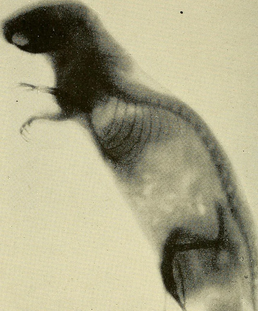 An illustration from Les rayons X et la photographie a travers les corps opaques, 1896, leaf 145