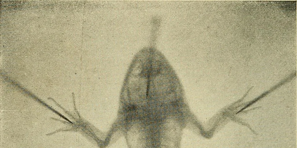 An illustration from Les rayons X et la photographie a travers les corps opaques, 1896, leaf 165