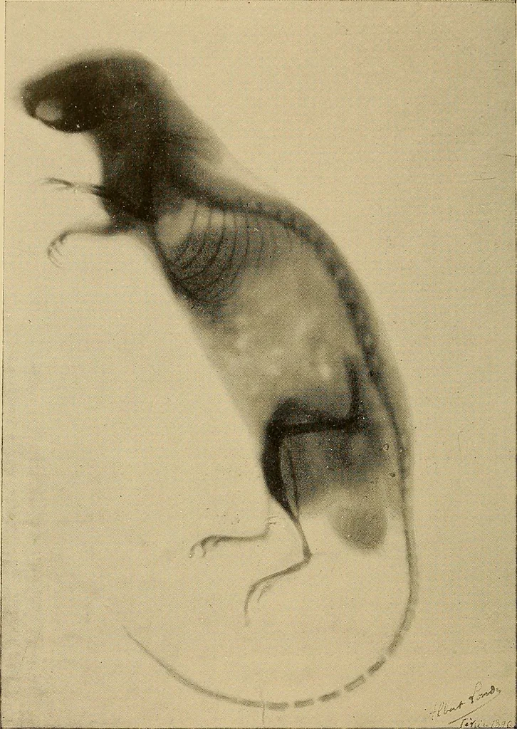 An illustration from Les rayons X et la photographie a travers les corps opaques, 1896, leaf 147