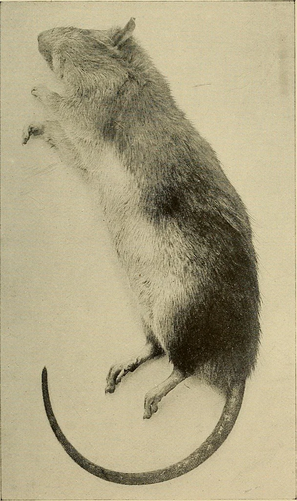 An illustration from Les rayons X et la photographie a travers les corps opaques, 1896, leaf 148