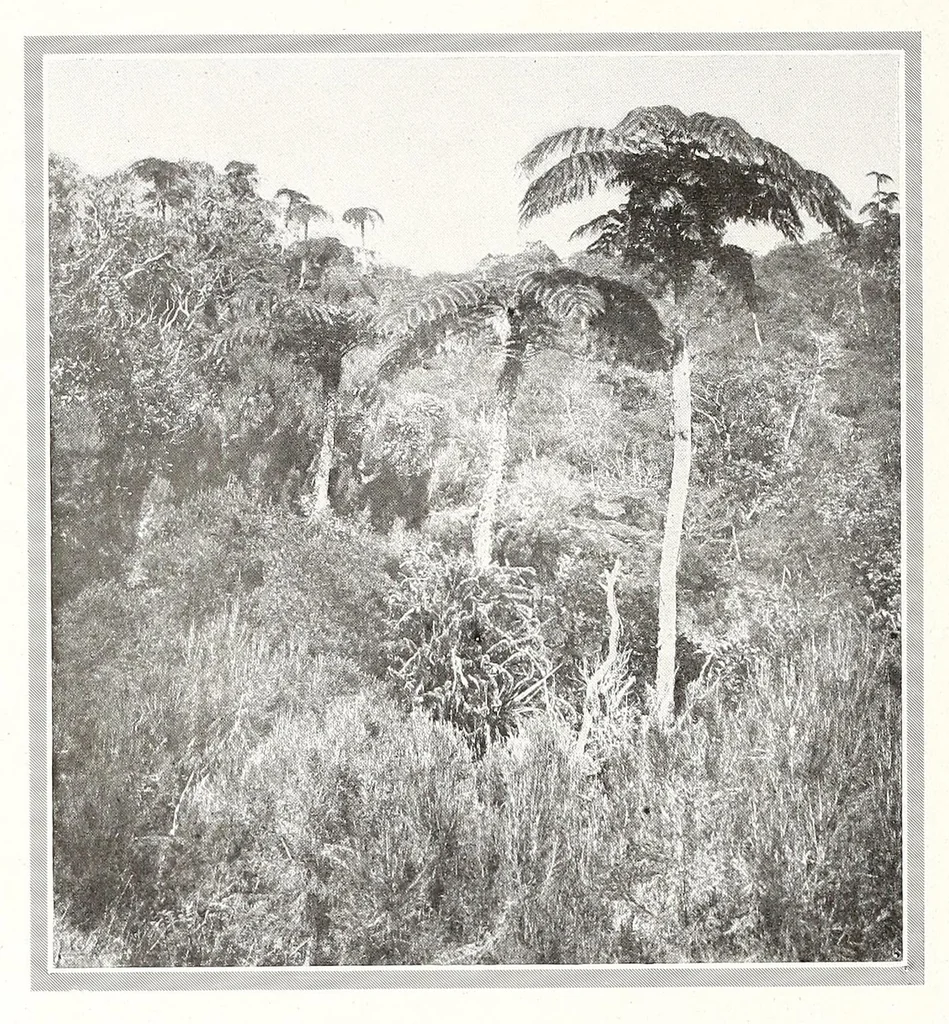 An illustration from Les richesses artistiques de la France coloniale, 1922, leaf 114