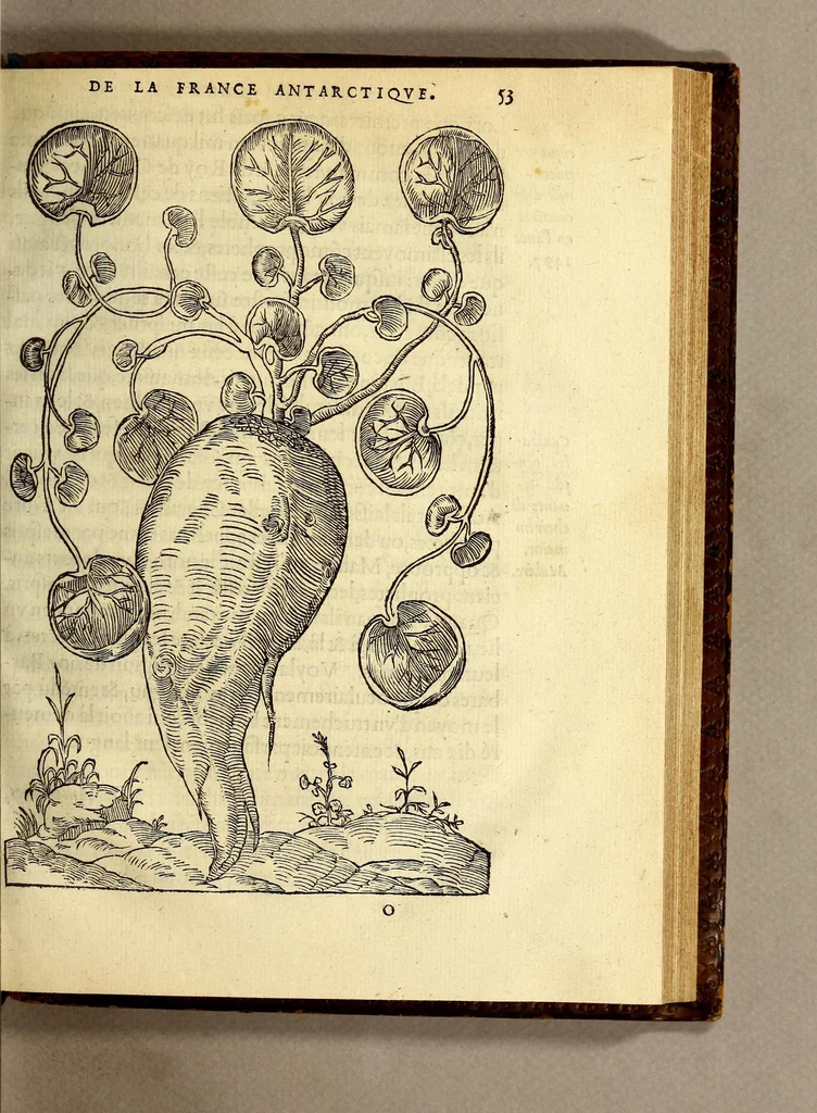 An illustration from Les singularitez de la France Antarctique, autrement nommée Amerique: & de plusieurs terre & isles decouuerte de nostre temps., 1558, leaf 127