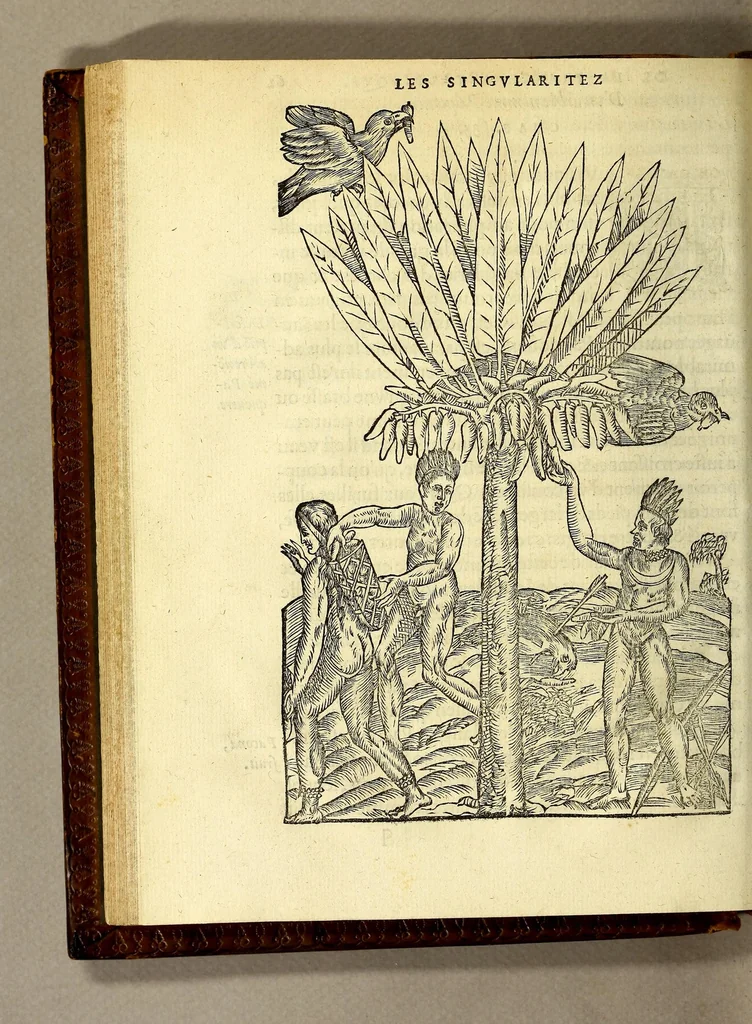 An illustration from Les singularitez de la France Antarctique, autrement nommée Amerique: & de plusieurs terre & isles decouuerte de nostre temps., 1558, leaf 144