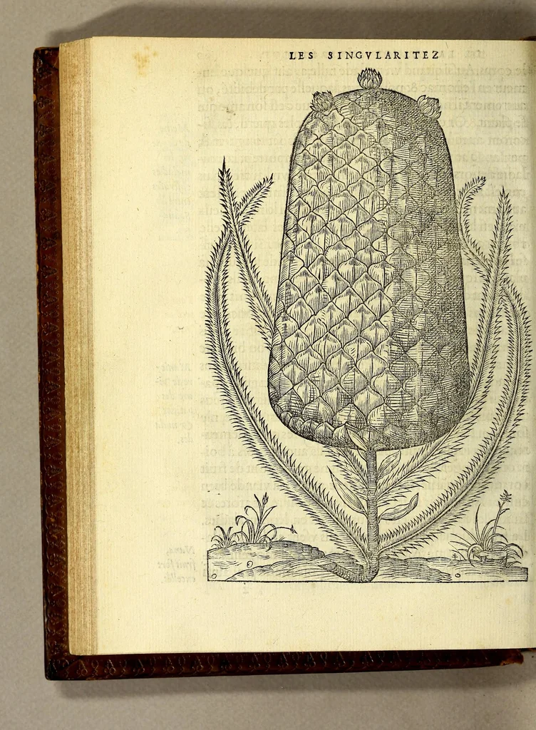 An illustration from Les singularitez de la France Antarctique, autrement nommée Amerique: & de plusieurs terre & isles decouuerte de nostre temps., 1558, leaf 200