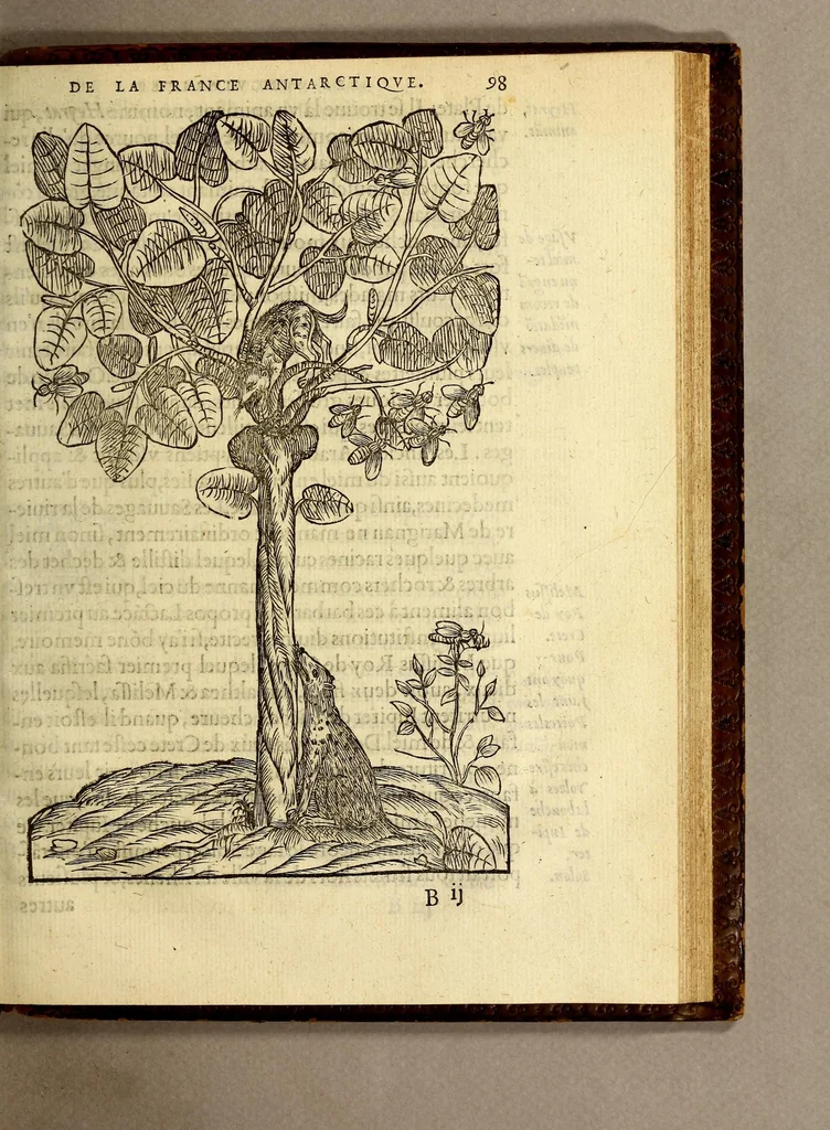 An illustration from Les singularitez de la France Antarctique, autrement nommée Amerique: & de plusieurs terre & isles decouuerte de nostre temps., 1558, leaf 217