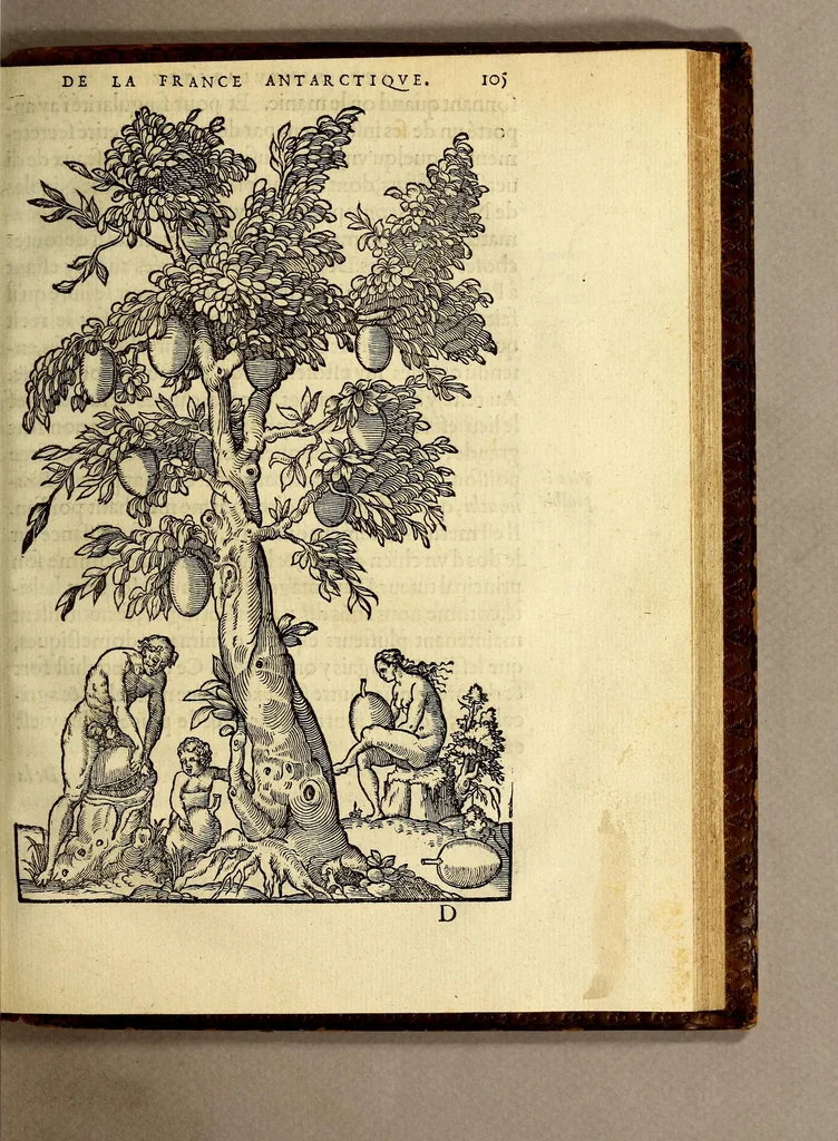 An illustration from Les singularitez de la France Antarctique, autrement nommée Amerique: & de plusieurs terre & isles decouuerte de nostre temps., 1558, leaf 231