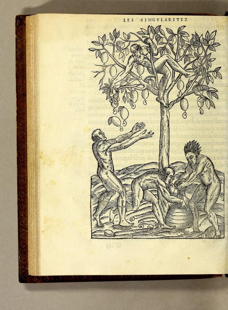 An illustration from Les singularitez de la France Antarctique, autrement nommée Amerique: & de plusieurs terre & isles decouuerte de nostre temps., 1558, leaf 262