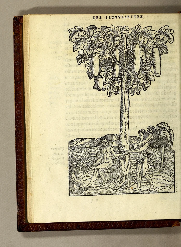 An illustration from Les singularitez de la France Antarctique, autrement nommée Amerique: & de plusieurs terre & isles decouuerte de nostre temps., 1558, leaf 58