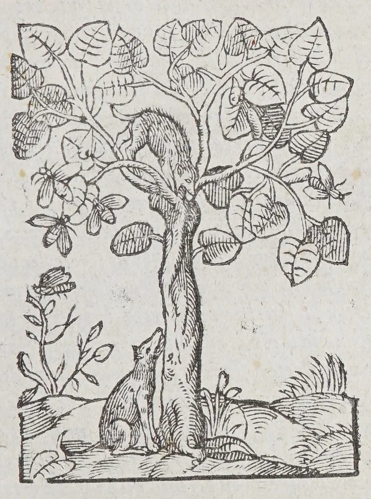 An illustration from Les singularitez de la France Antarctique, autrement nommée Amerique, & de plusieurs terres & isles decouuertes de nostre temps:, 1558, leaf 213
