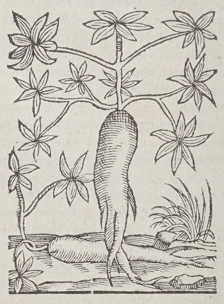 An illustration from Les singularitez de la France Antarctique, autrement nommée Amerique, & de plusieurs terres & isles decouuertes de nostre temps:, 1558, leaf 244