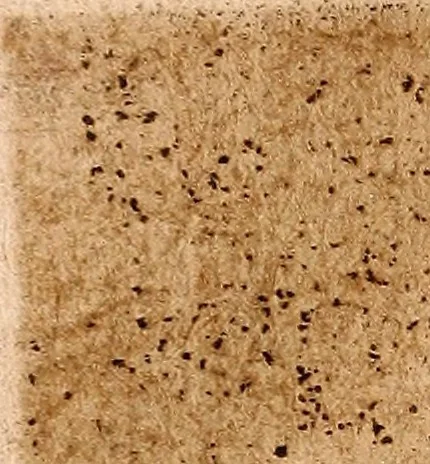 An illustration from Les singvliers et novveavx povrtraicts, 1589, leaf 39