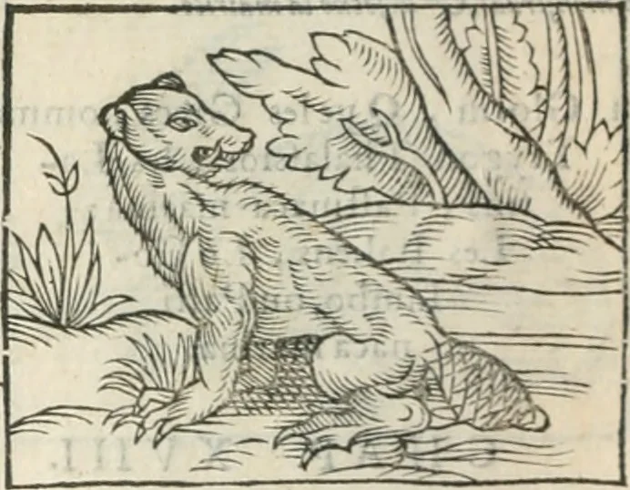 An illustration from [Les six livres de Pedacion Dioscoride d'Anazarbe de la matiere medicinale : translatez de latin en françois : a chacun chapitre sont aioustees certaines annotations fort doctes, & recueillies des plus excellens medecins, anciens, & modernes, 1553, leaf 101