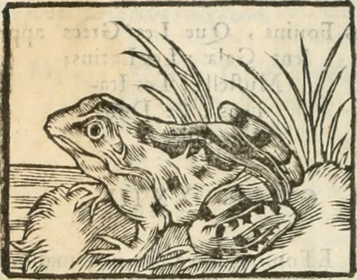 An illustration from [Les six livres de Pedacion Dioscoride d'Anazarbe de la matiere medicinale : translatez de latin en françois : a chacun chapitre sont aioustees certaines annotations fort doctes, & recueillies des plus excellens medecins, anciens, & modernes, 1553, leaf 103