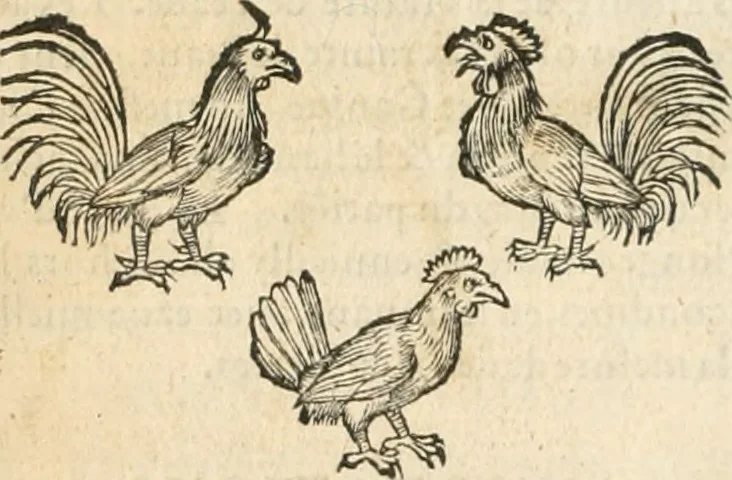 An illustration from [Les six livres de Pedacion Dioscoride d'Anazarbe de la matiere medicinale : translatez de latin en françois : a chacun chapitre sont aioustees certaines annotations fort doctes, & recueillies des plus excellens medecins, anciens, & modernes, 1553, leaf 107